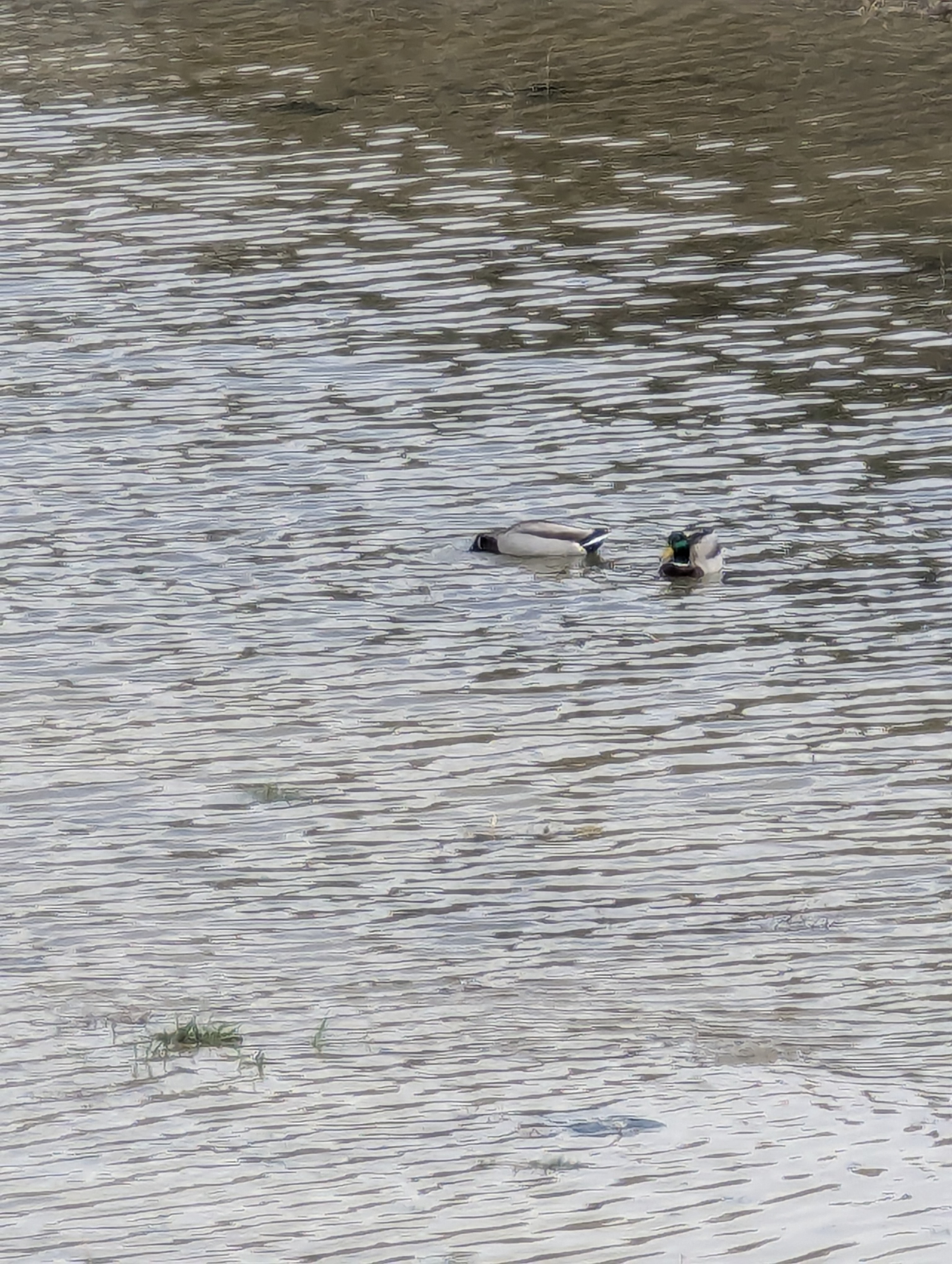 Ducks, Lake Sanders, Morrison, Colorado